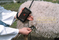 Pregnancy Detector for sheep and goats
